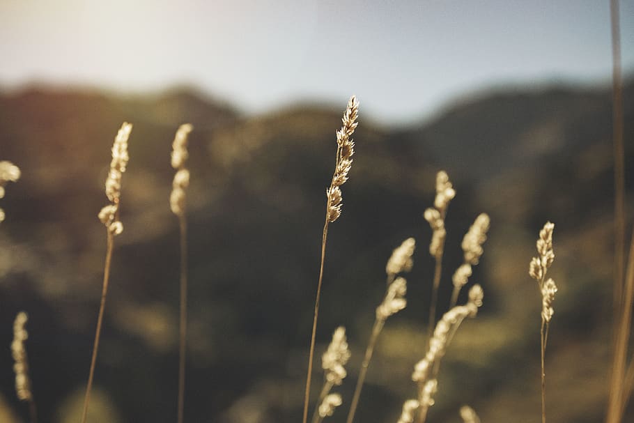 sunset, focus on foreground, nature, plant, growth, no people HD wallpaper