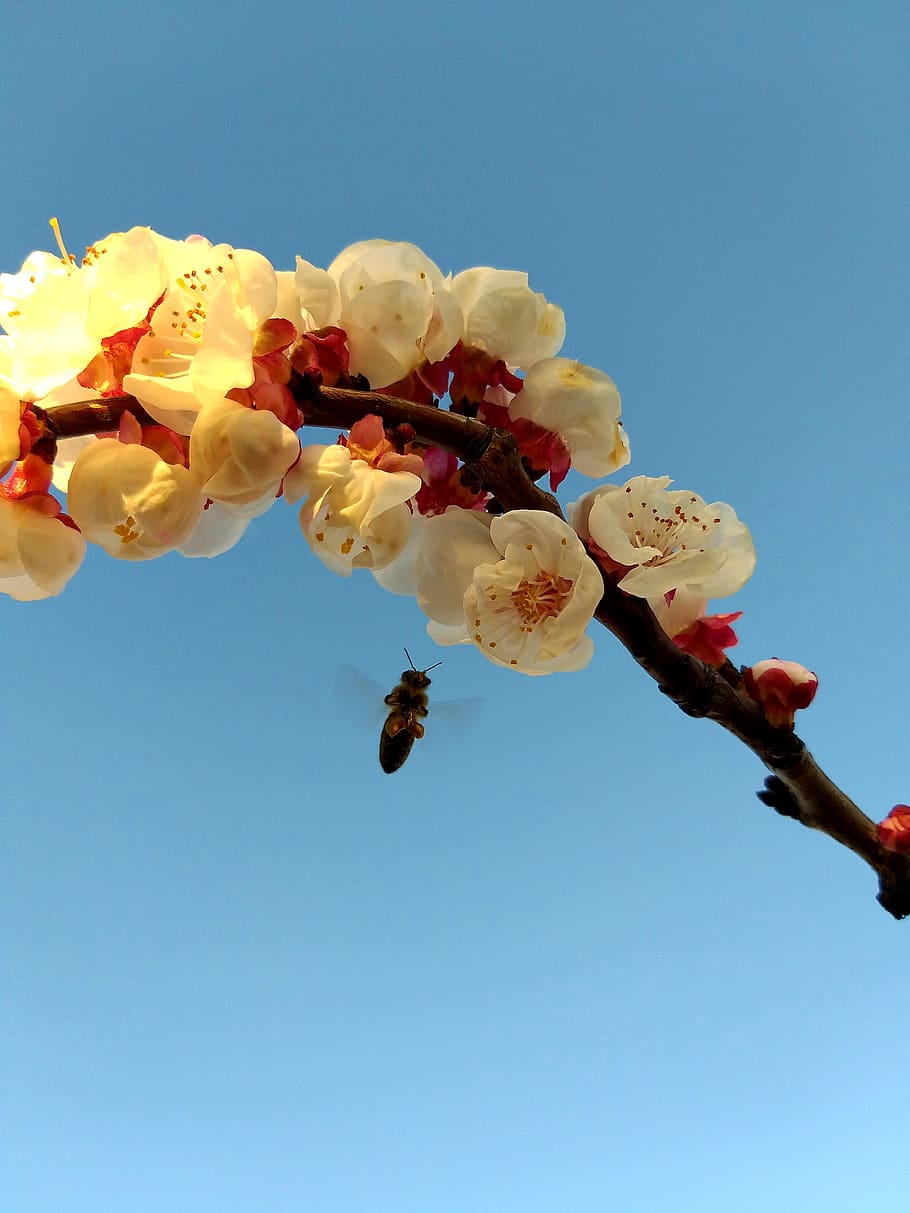 bee, in, flight, flowers, by, apricot, plant, sky, flowering plant HD wallpaper