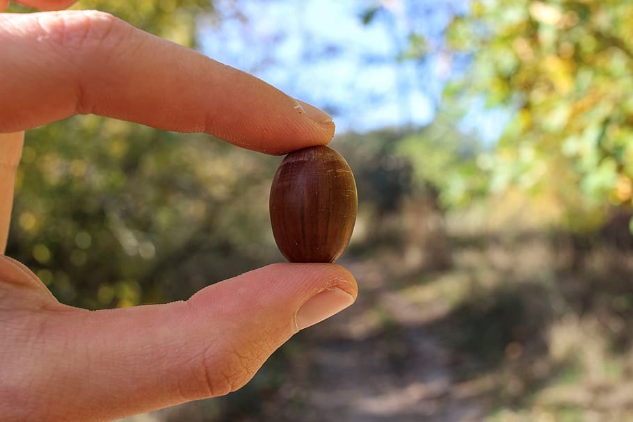 hand, human, nature, keep, acorn, nut, autumn, sunny, light HD wallpaper
