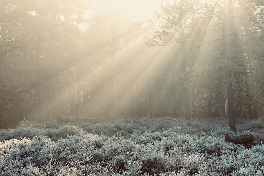 green forest, tree, fog, plant, land, tranquility, beauty in nature HD wallpaper