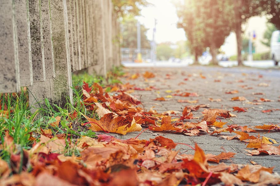 red maple leaves on the ground, autumn, leaf, plant part, change HD wallpaper