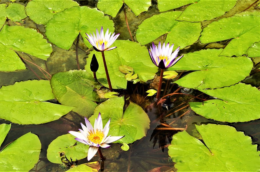 flowers, waterlilies, water flowers, water lilies white, flowering plant, HD wallpaper