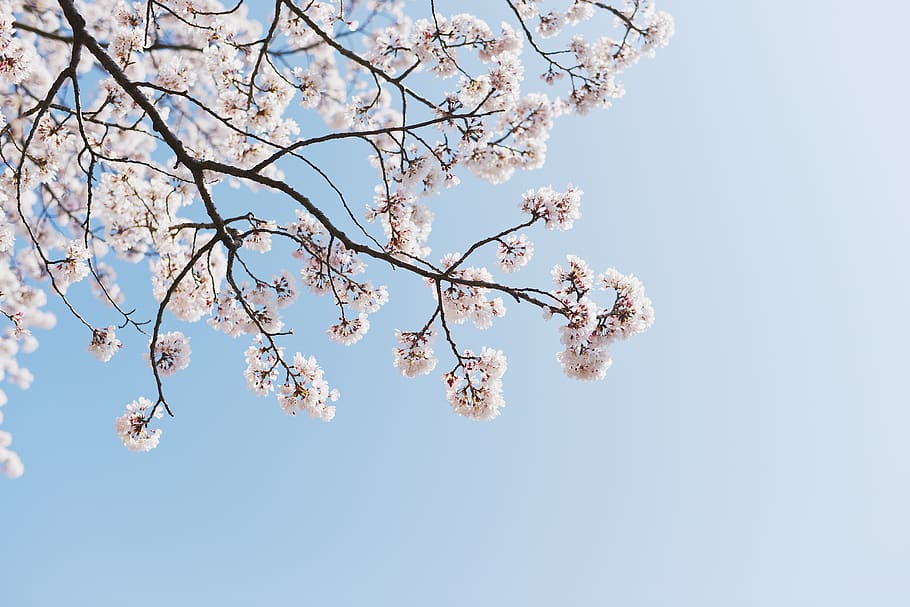 sakura, sky, spring, nature, pink, flower, blooming, japan HD wallpaper