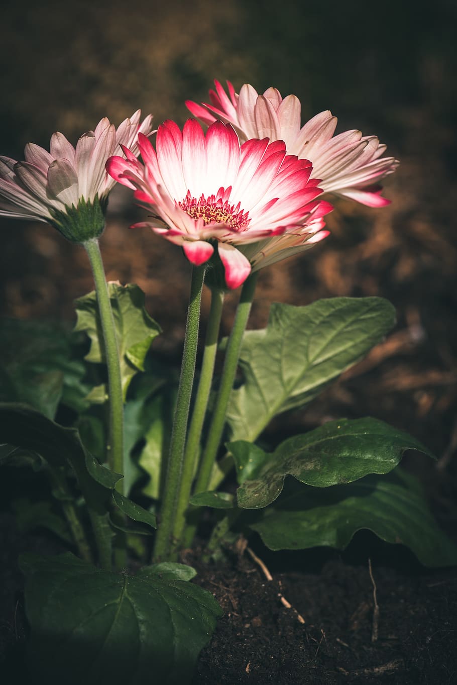 gerbera, flowers, plant, spring, garden, flower garden, spring flower HD wallpaper