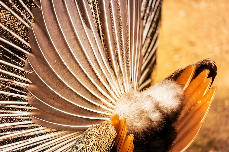 animal, peacock, pattern, texture, plumage, bird, feather, colorful HD wallpaper