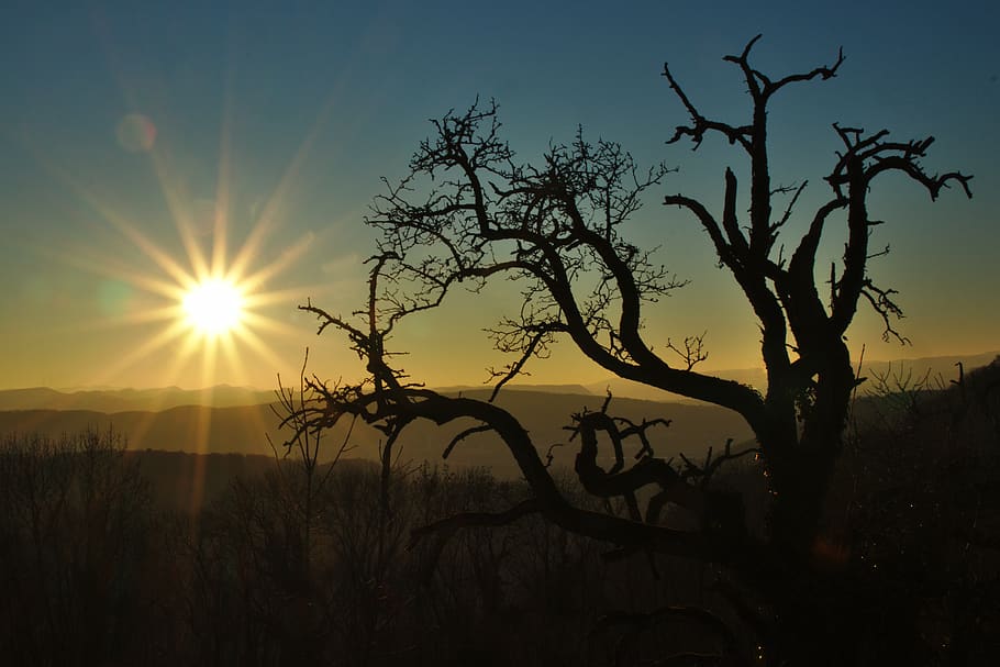 sun, tree, sunset, mountains, sky, mood, plant, silhouette HD wallpaper
