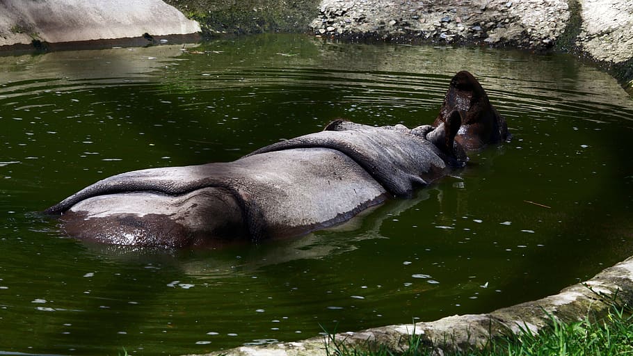 nepal, kathmandu, water, animal themes, lake, one animal, animals in the wild HD wallpaper
