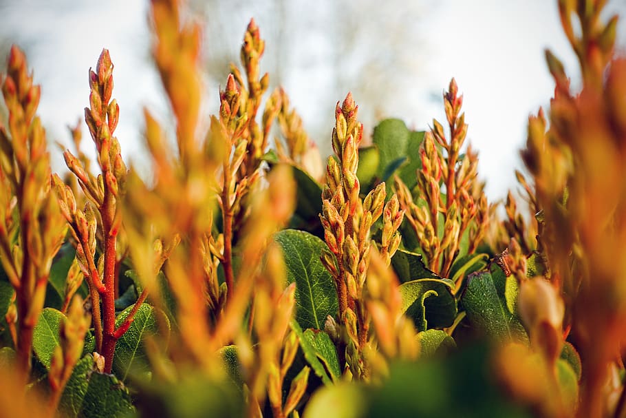 macro, plants, spring, nature, agriculture, crop, growth, cereal plant HD wallpaper