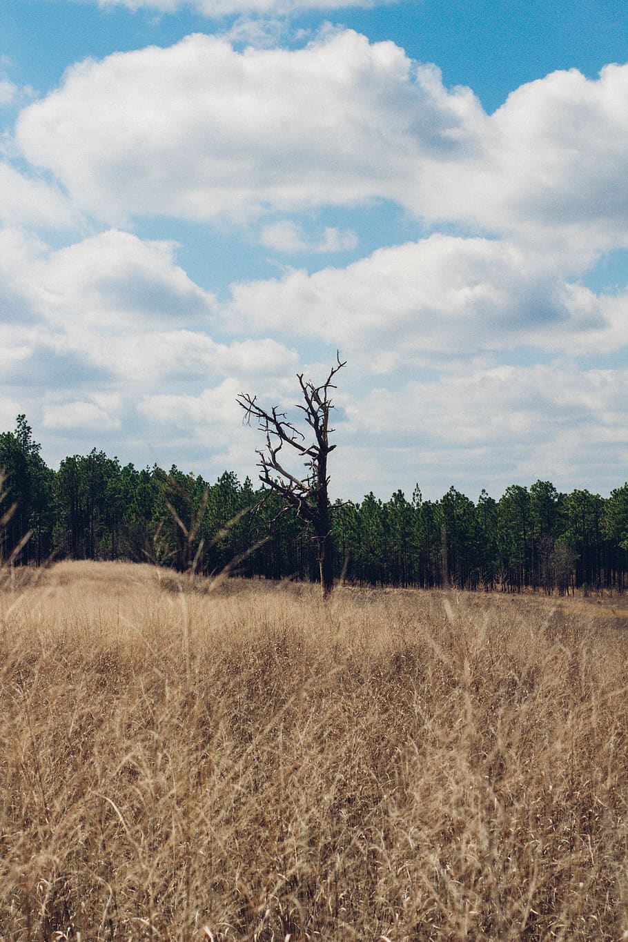 united states, mcbee, carolina sandhills national wildlife refuge, HD wallpaper