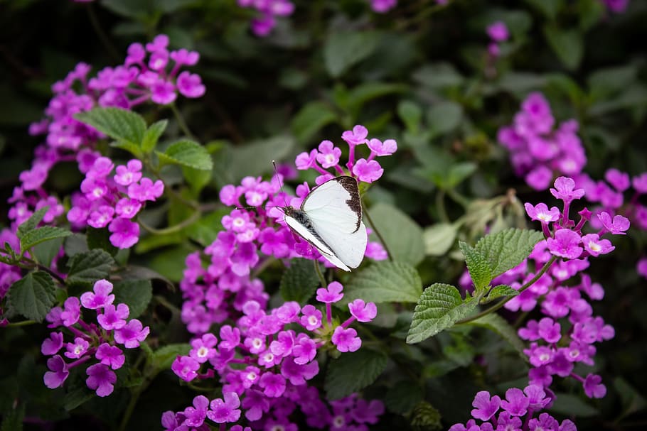 butterfly, white, insects, animals, plant, purple, garden, flowers HD wallpaper