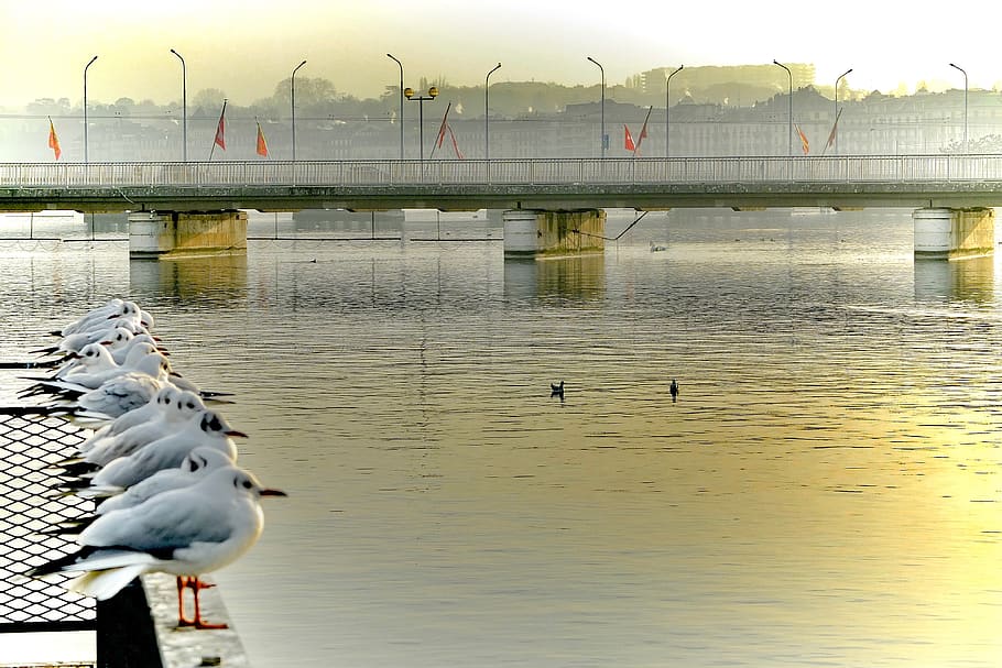 switzerland, geneva, bird, water, vertebrate, animal, animal themes HD wallpaper