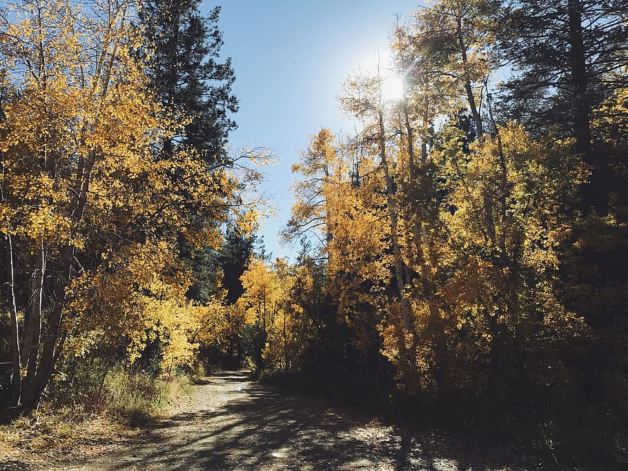 prescott, united states, fall, autumn, trails, tree, plant, HD wallpaper