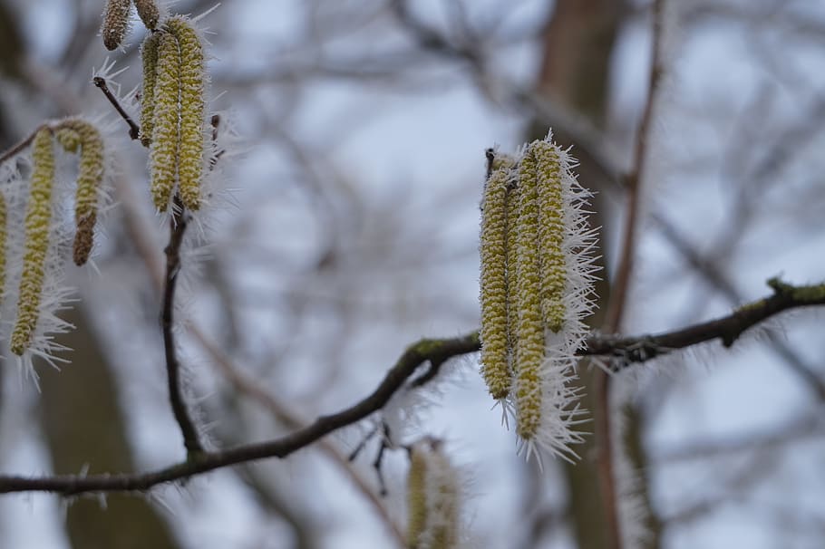 winter, hazelnut, snow, cold, tree, nature, landscape, frost HD wallpaper