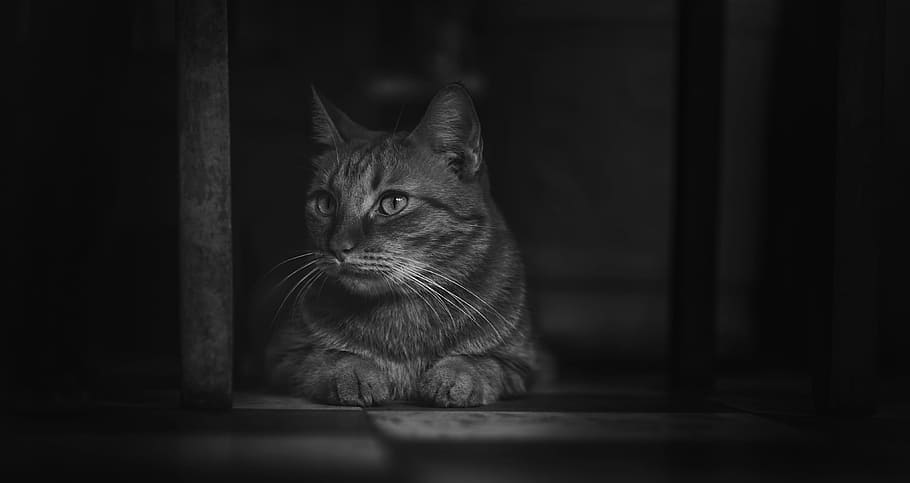 Monochrome Photography of Cat, animal, animal photography, blur, HD wallpaper