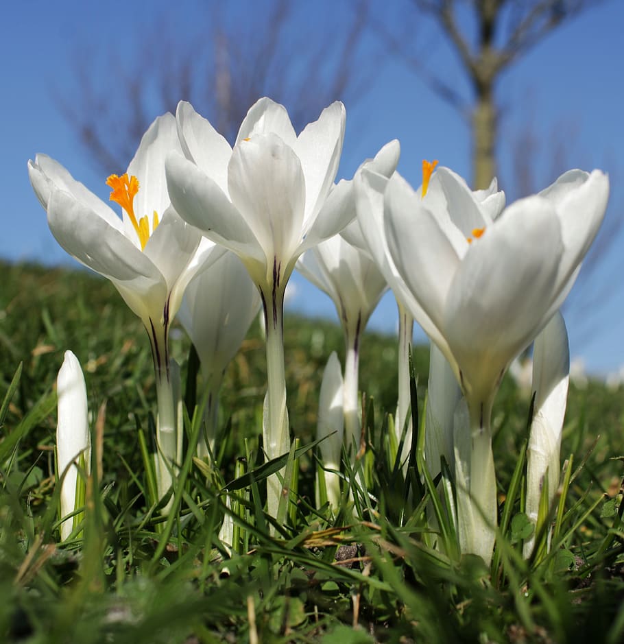 crocus, white, flower, spring, nature, spring flower, blossom HD wallpaper