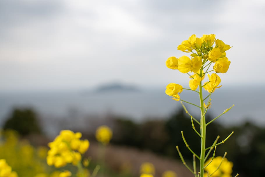 flower, flowering plant, yellow, freshness, nature, beauty in nature HD wallpaper