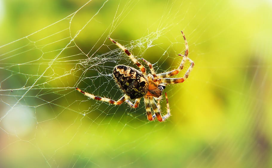 black and brown spider, invertebrate, insect, garden spider, arachnid HD wallpaper