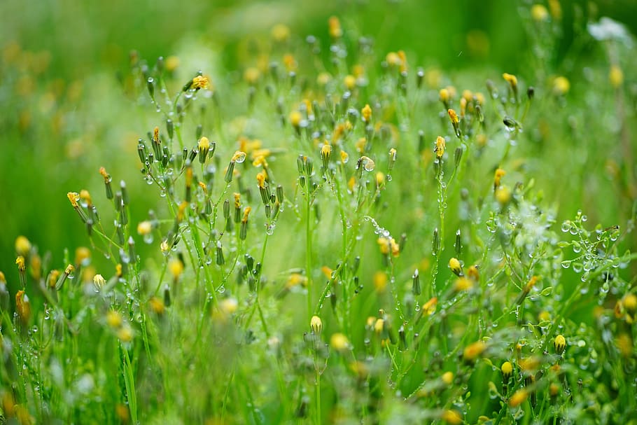 green, grass, nature, bokeh, grassland, landscape, summer, the nature of the HD wallpaper