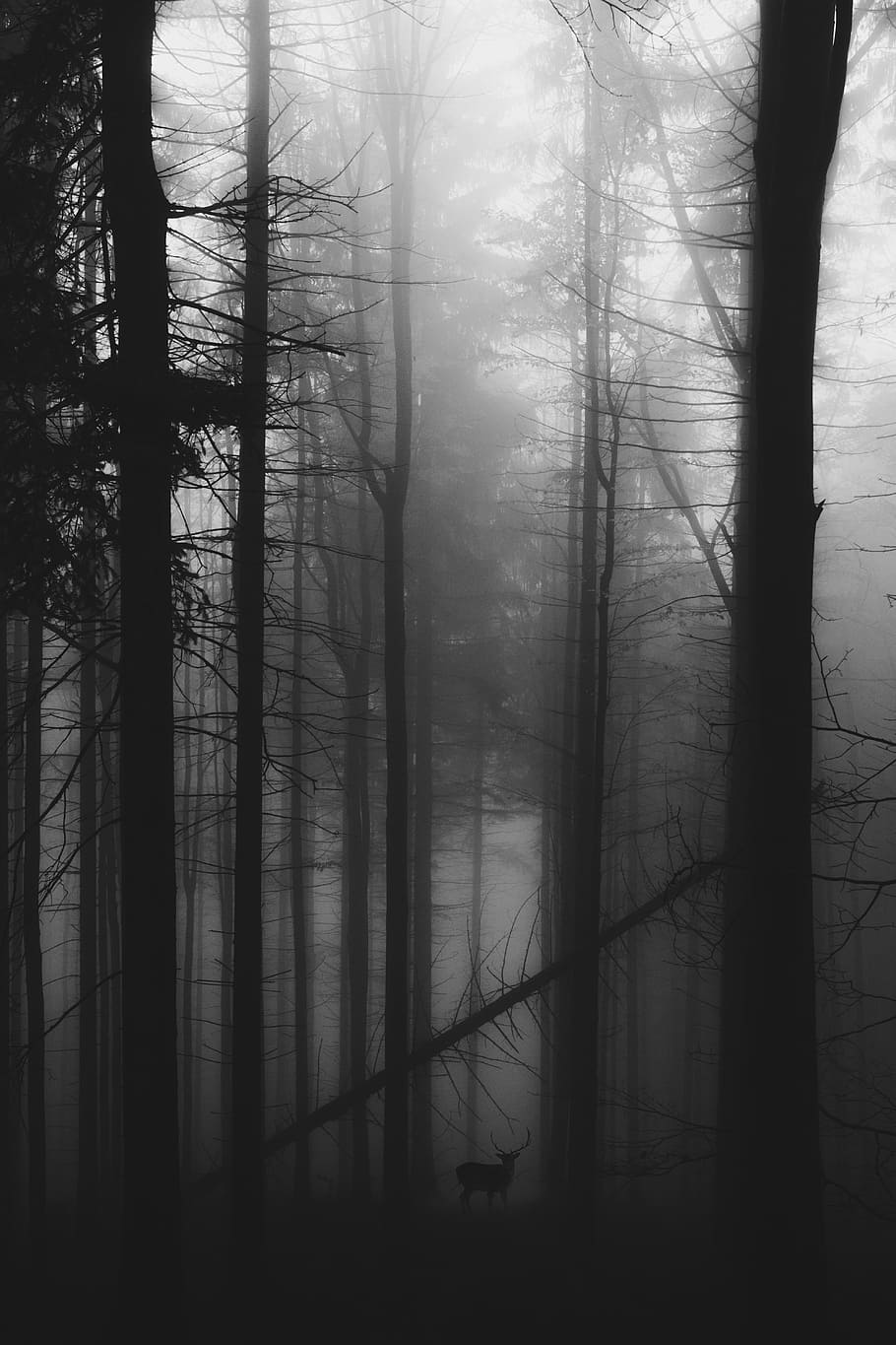 deer near tall trees covered with fogs, soul, explore, darm, darkness