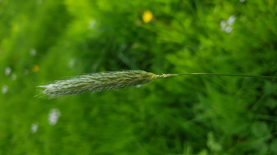 plant, green color, growth, close-up, beauty in nature, fragility HD wallpaper