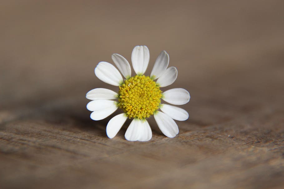 daisy, flower, blossom, bloom, spring, petals, yellow, macro HD wallpaper