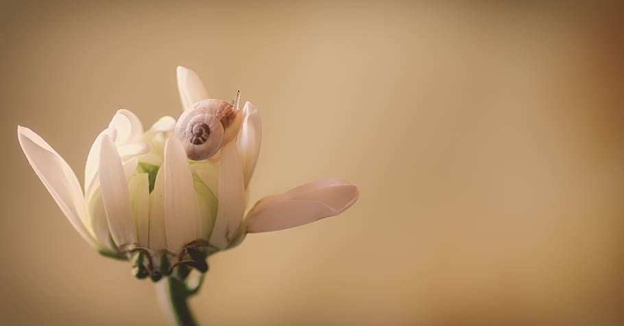 flower, snail, beige, white, soft, petals, macro, decorative HD wallpaper