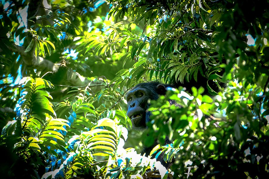 uganda, monkey, nature, trees, safari, plant, green color, growth HD wallpaper