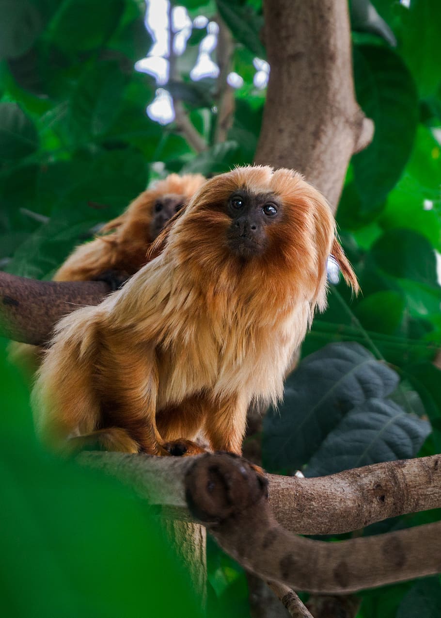 brown monkey on tree branch during daytime, one animal, animal themes HD wallpaper
