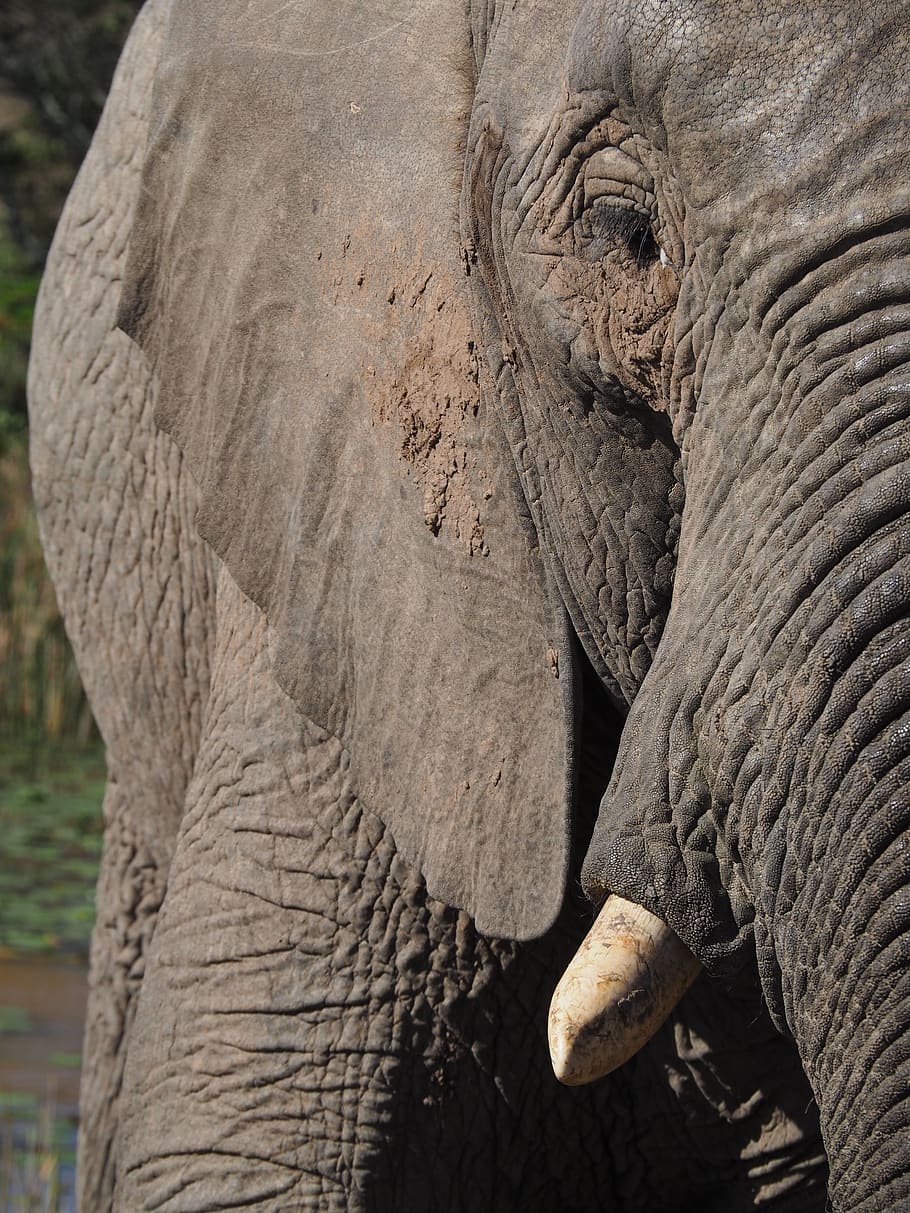 gray elephant during daytime, animal, mammal, wildlife, south africa HD wallpaper