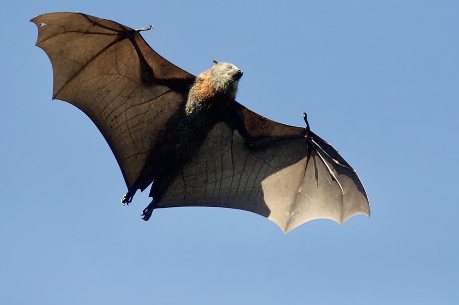 brown bat, animal themes, animals in the wild, animal wildlife HD wallpaper