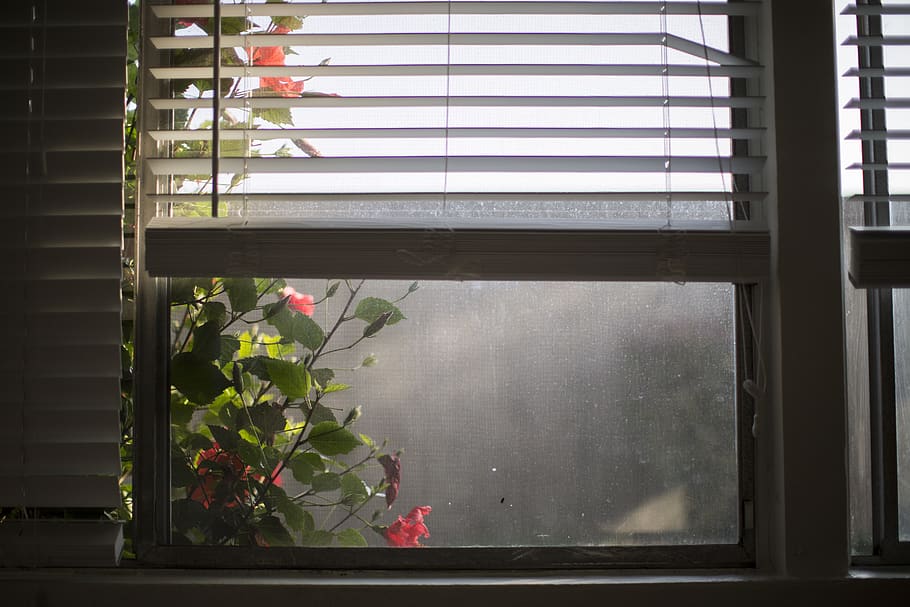 window, light, flowers, mood, color, plant, glass - material HD wallpaper