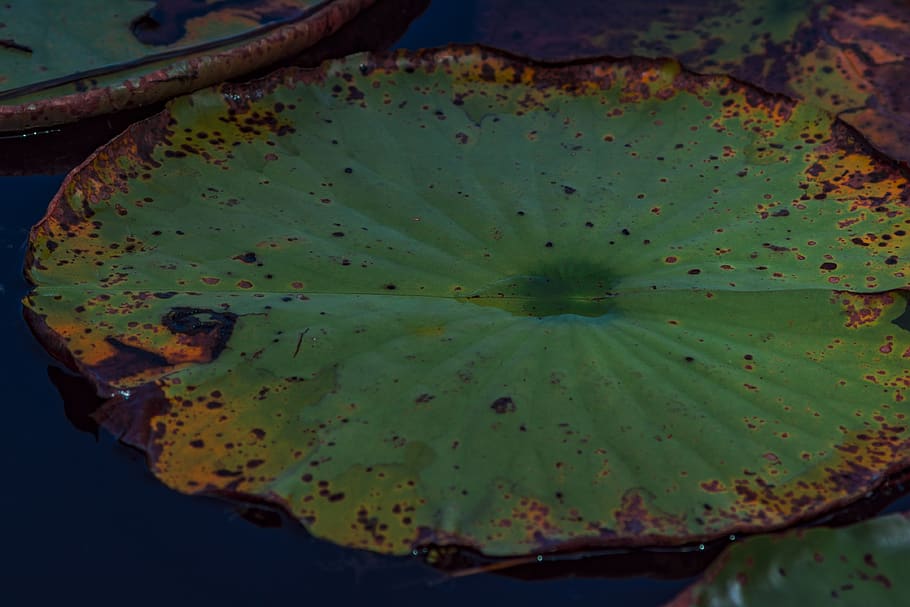 lily, pad, leaf, green, yellow, orange, brown, colorful, floating HD wallpaper