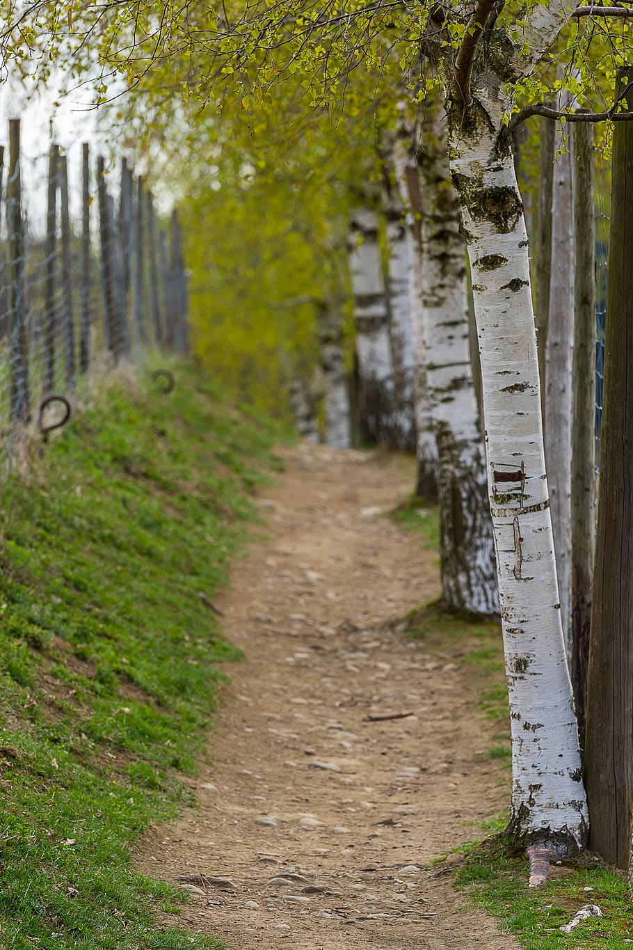 nature, away, landscape, path, trail, green, trees, hiking HD wallpaper