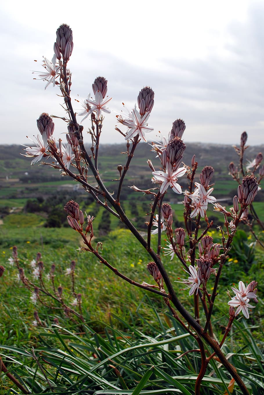 flower, white, gozo, malta, wildflower, asphodel, plant, growth HD wallpaper