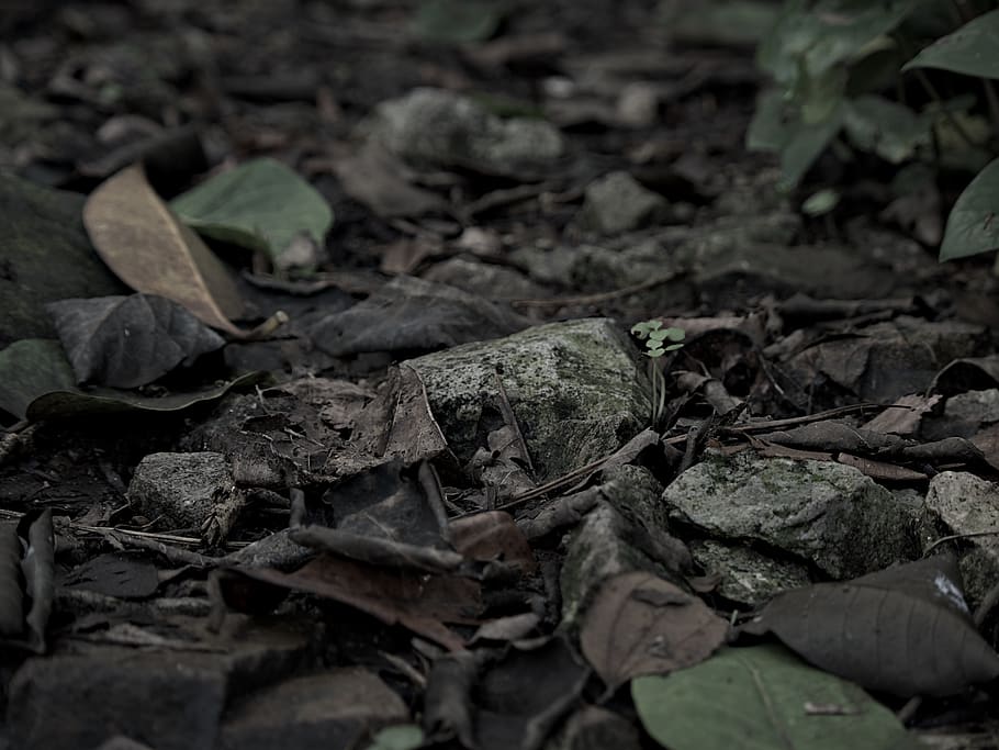 plant, leaf, ground, slate, rock, flower, blossom, tree, fungus HD wallpaper