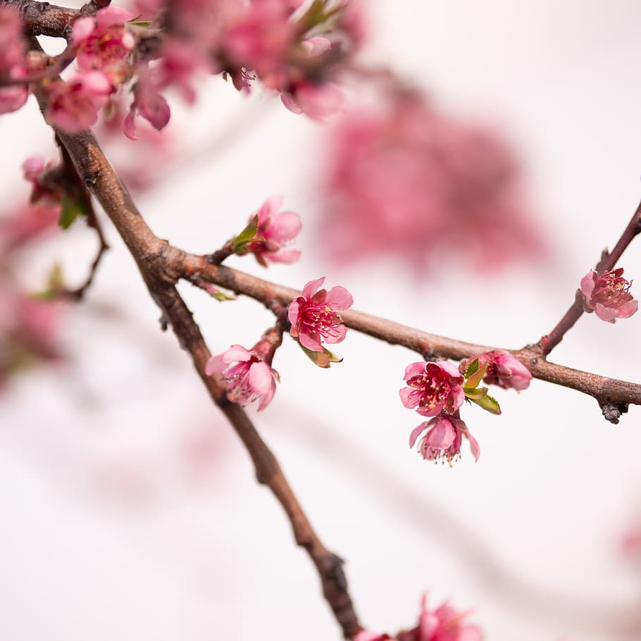 spring, flower, tree, blossom, bloom, plant, nature, petals HD wallpaper
