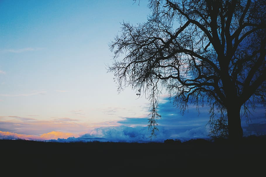 silhouette, horizon, sunset, tree, sky, tranquility, beauty in nature HD wallpaper