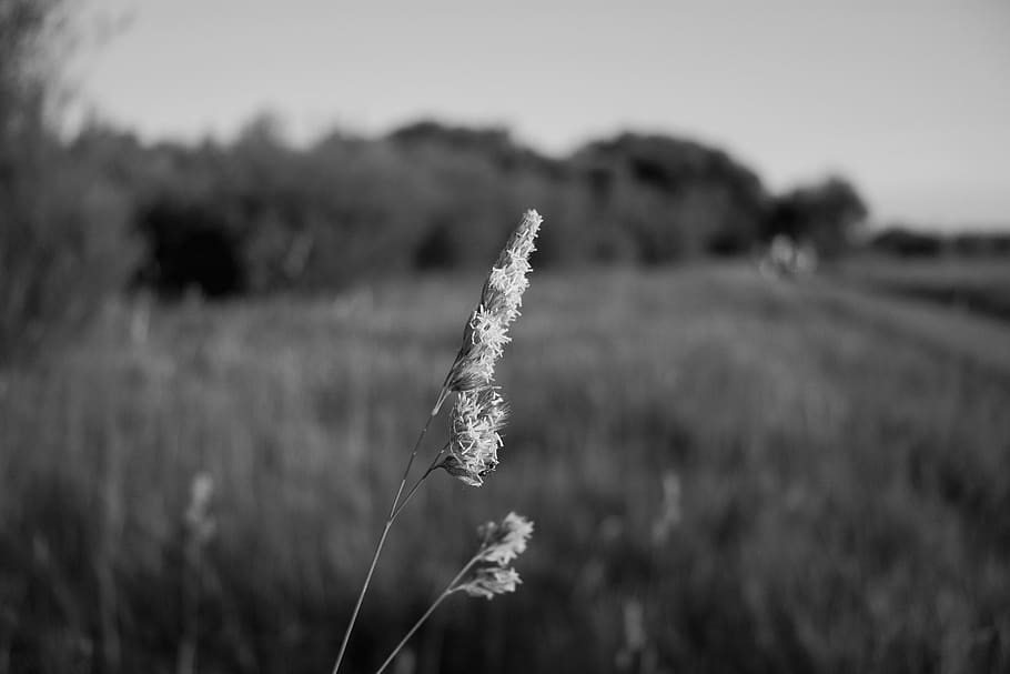 grass, macro, black and white, plant, focus on foreground, growth HD wallpaper