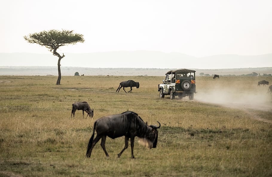 wildebeest on open field, mammal, animal themes, group of animals HD wallpaper