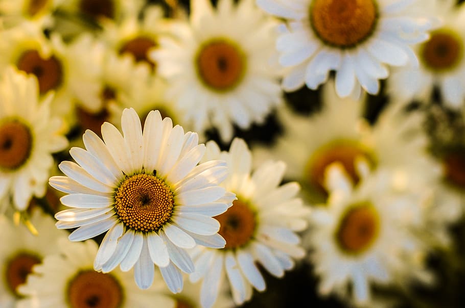 Selective Focus Photography of White Daisy Flower in Bloom, flora, HD wallpaper