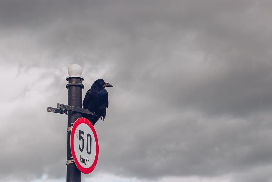 ireland, tramore, cloud - sky, sign, low angle view, animal HD wallpaper