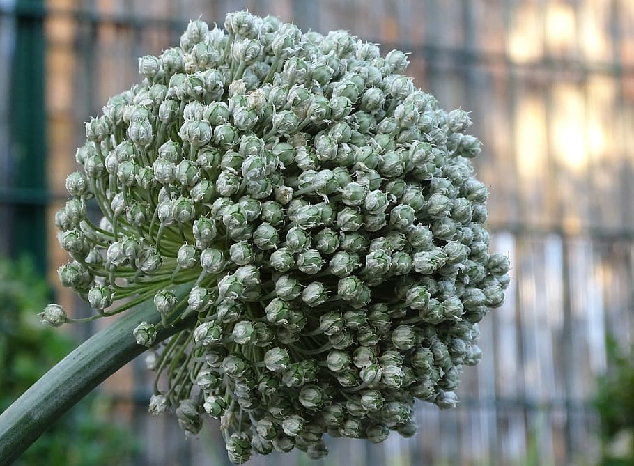 leek, blossom, bloom, vegetables, alium, leek seeds, leek flower HD wallpaper