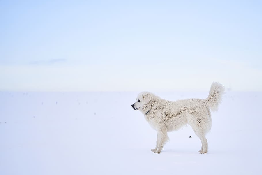 white dog during daytime, animal, canine, pet, mammal, nature HD wallpaper