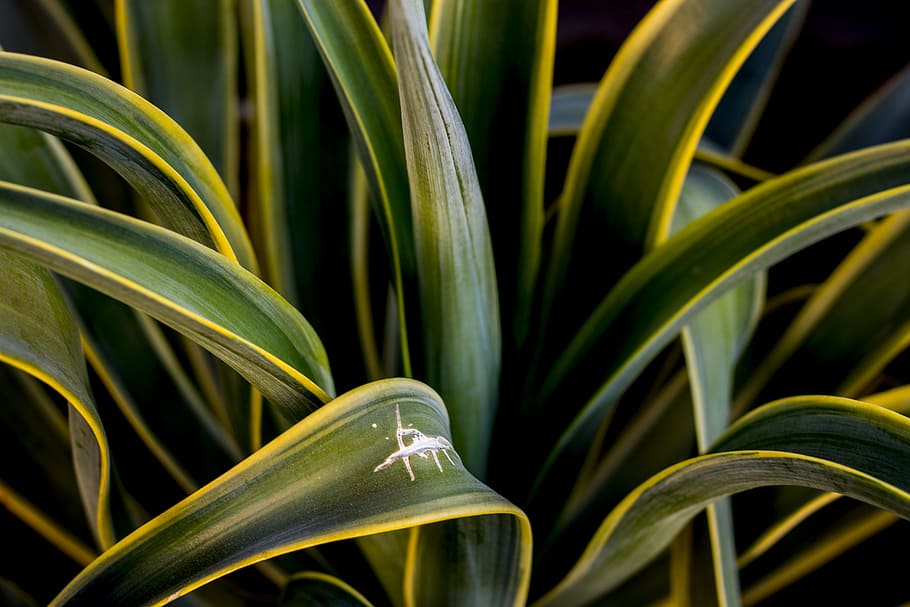 Close-Up Photography of Agave Plant, foliage, green, greenery, HD wallpaper