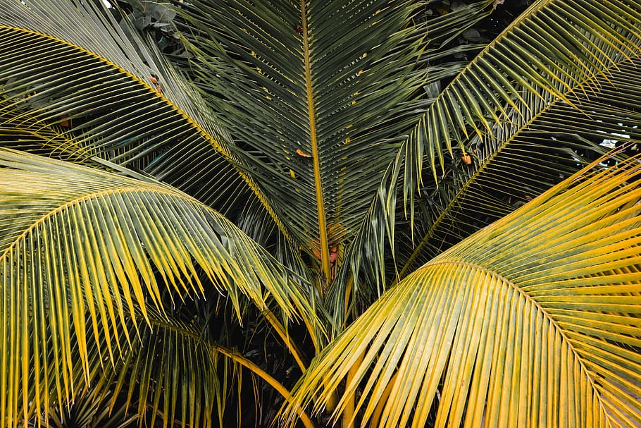 green leafed tree, palm tree, tropical climate, palm leaf, plant part HD wallpaper