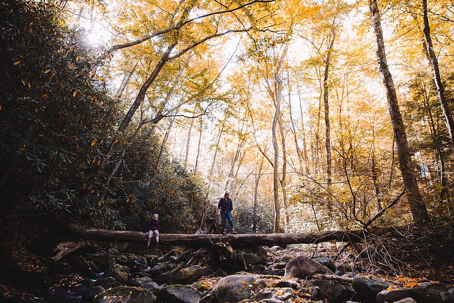 person standing on tree trunk bridge inside forest, hiking, duo HD wallpaper