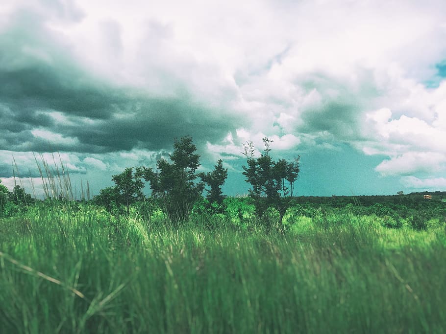 summer, sky, blue, cloudy, tree, green, landmarks, nobody, flowers HD wallpaper