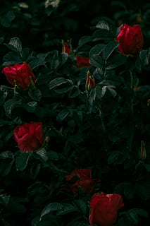 80000 Best Rose Wallpaper Photos  100 Free Download  Pexels Stock  Photos