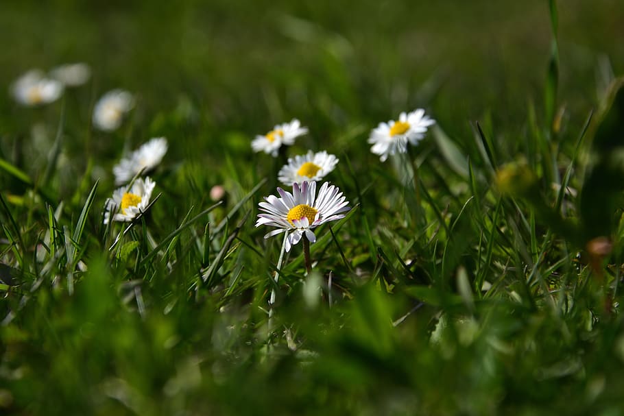 common daisy, spring, grass, plant, flowers, flowering plant HD wallpaper