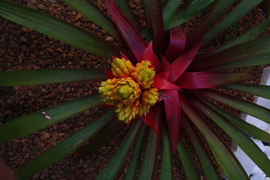 tree, cactus, plant, leaf, flower, petal, green, botany, flora HD wallpaper